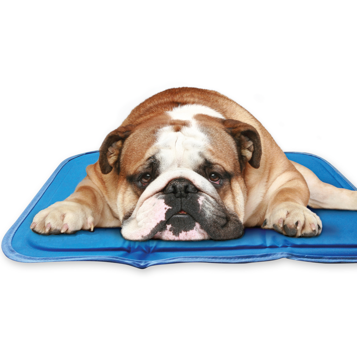 Pressure-Activated Cooling Pet Pad, M / Blue