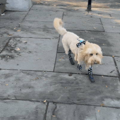 Waterproof Dog Boot Leggings product image 68