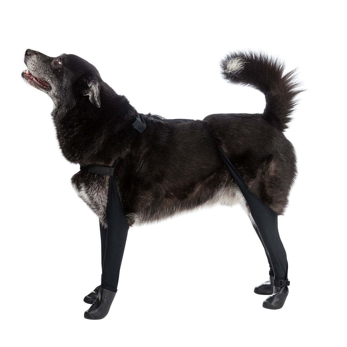 Waterproof Dog Boot Leggings, Black / L