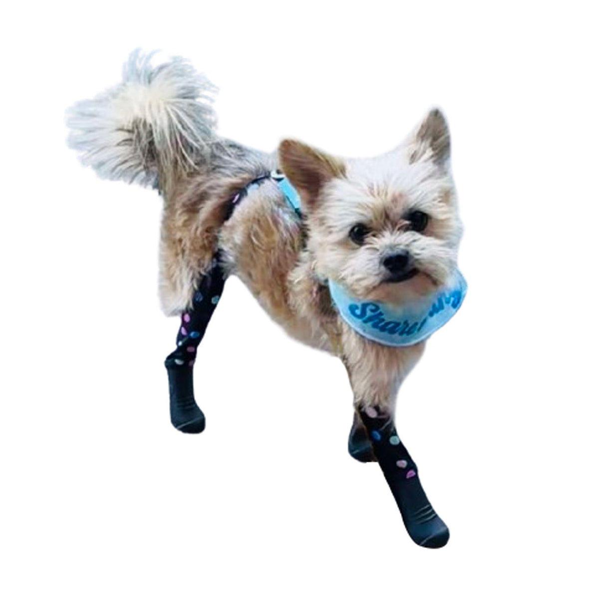 Waterproof Dog Boot Leggings, Confetti / XS-Tall