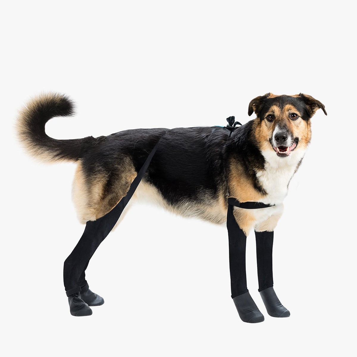 Waterproof Dog Boot Leggings, Black / M