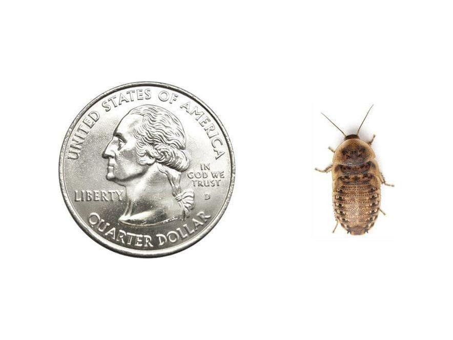 Medium 5/8" Dubia dubia roaches DubiaRoaches.com