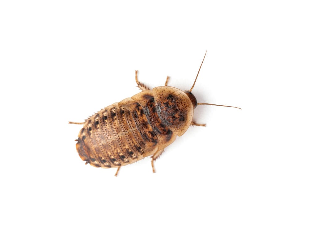 Medium Live Dubia Roach Feeder Insects, 25