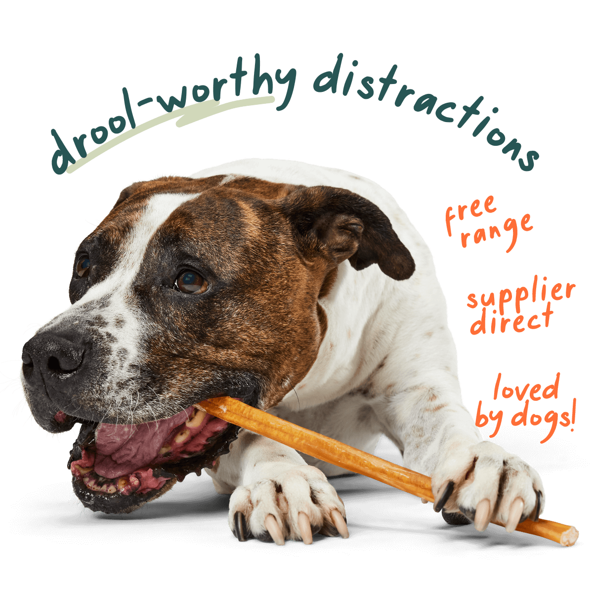 Free-Range Grass-Fed Bully Sticks for Dogs product image 1
