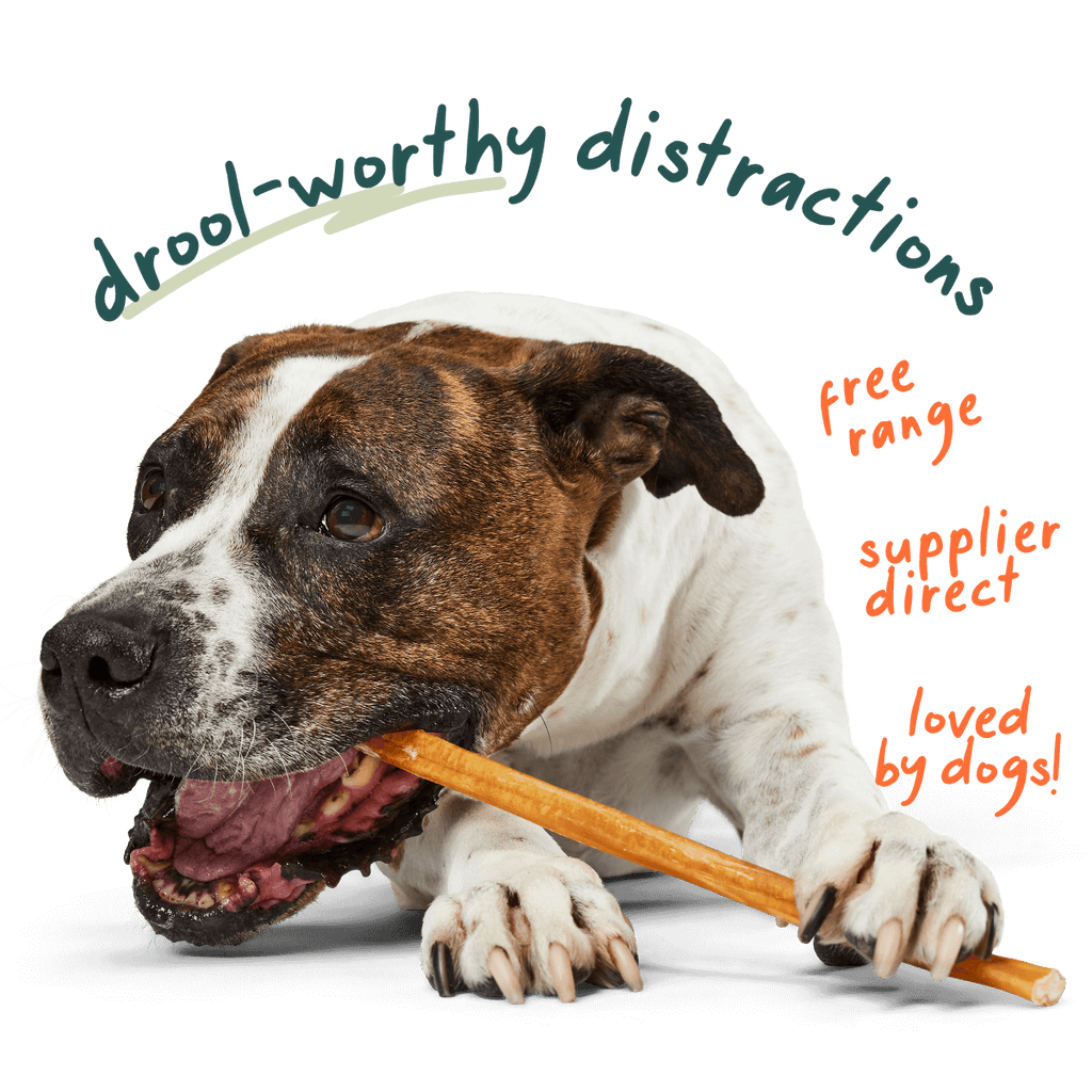 Free-Range Grass-Fed Bully Sticks for Dogs, 6-inch / 5 pack