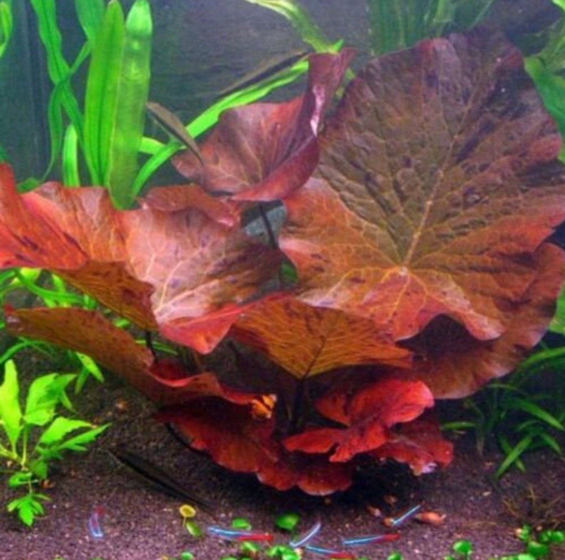 Live Tiger Lotus Aquarium Bulb, Default Title