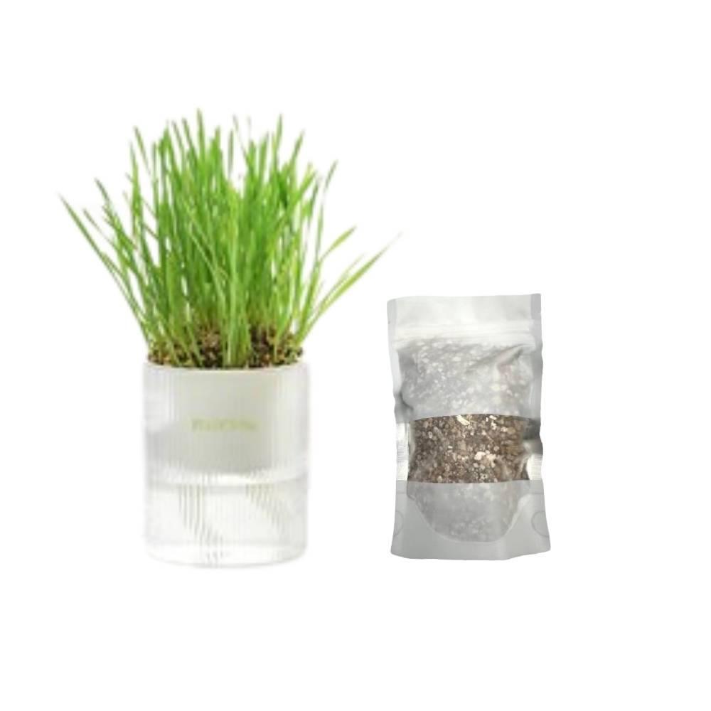 Michupet All-in-One Soil-Free Cat Grass Grow Kit - MichuPet
