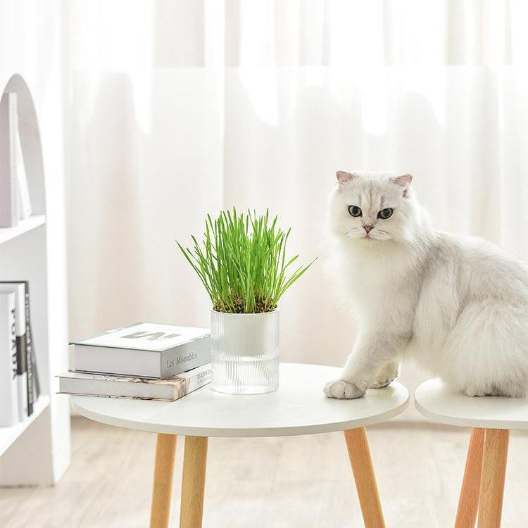 Michu All-in-One Soil-Free Cat Grass Grow Kit - Made In USA Cat Grass Grow Kit