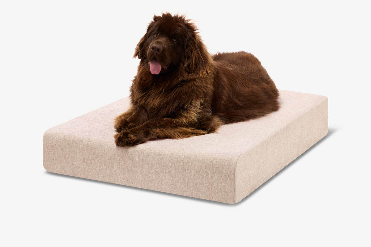 Seven-Inch Orthopedic Dog Bed, Sleek Edition / Extra Large - 52" x 36" x 7" / Driftwood Linen
