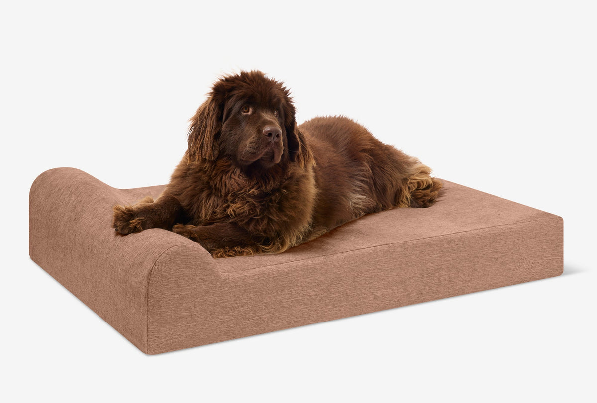 Seven-Inch Orthopedic Dog Bed, Headrest Edition / Extra Large - 52" x 36" x 7" / Mocha Linen