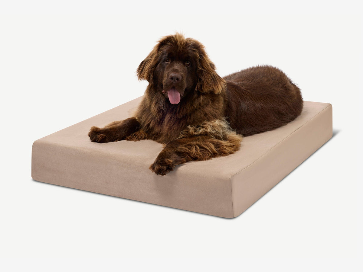 Seven-Inch Orthopedic Dog Bed, Sleek Edition / Extra Large - 52" x 36" x 7" / Khaki