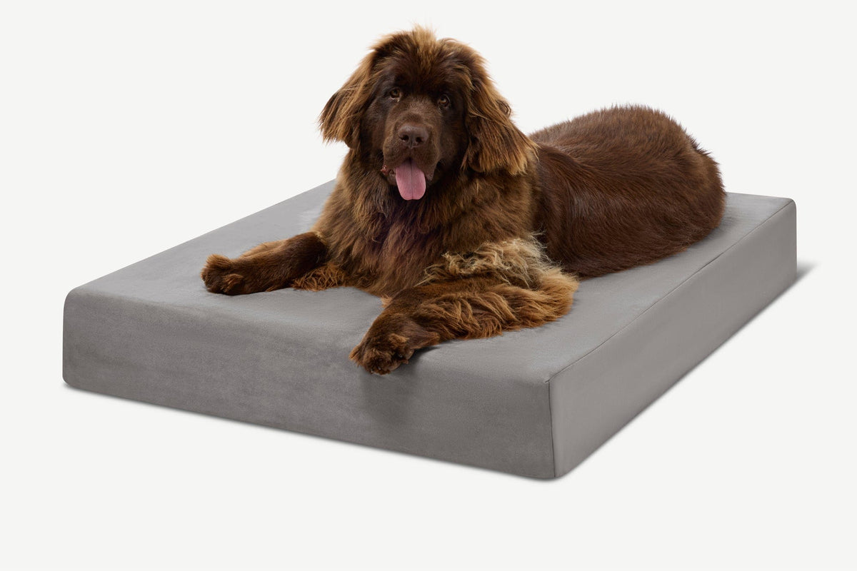 Seven-Inch Orthopedic Dog Bed, Sleek Edition / Extra Large - 52" x 36" x 7" / Charcoal Gray