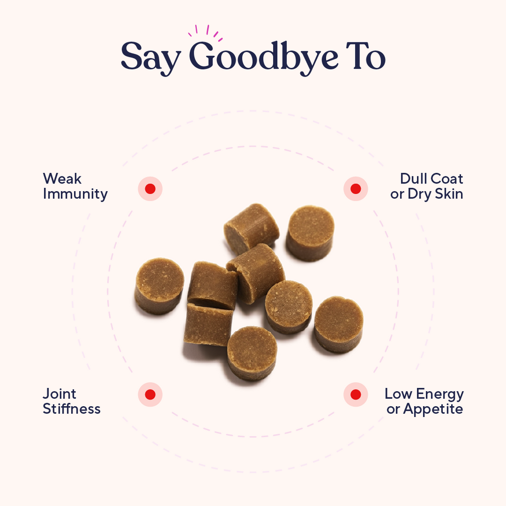 Dog Multivitamin Soft Chews product image 3