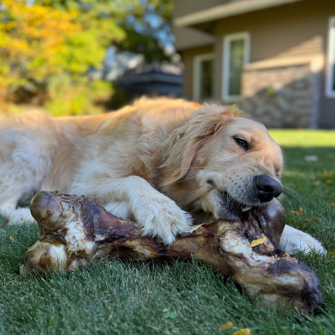 Giant Beef Marrow Dog Bone For Large Dogs