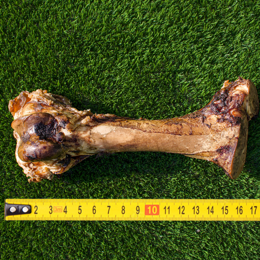 Giant Beef Marrow Dog Bone For Large Dogs