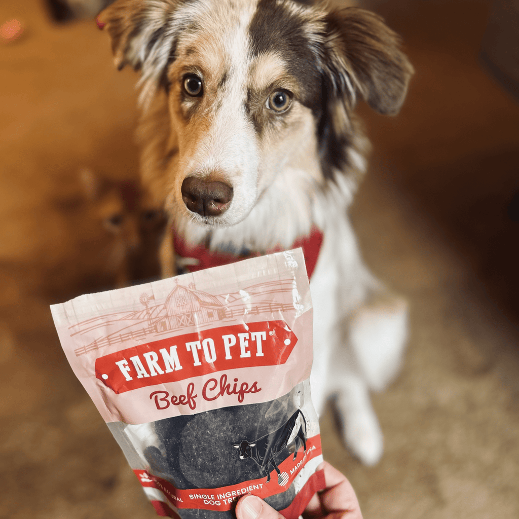 A Aussie sitting with a bag of Farm to Pet Beef Chips.
