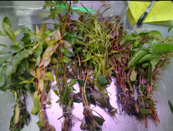 Hardy Live Aquarium Stem Plant Pack Default Title