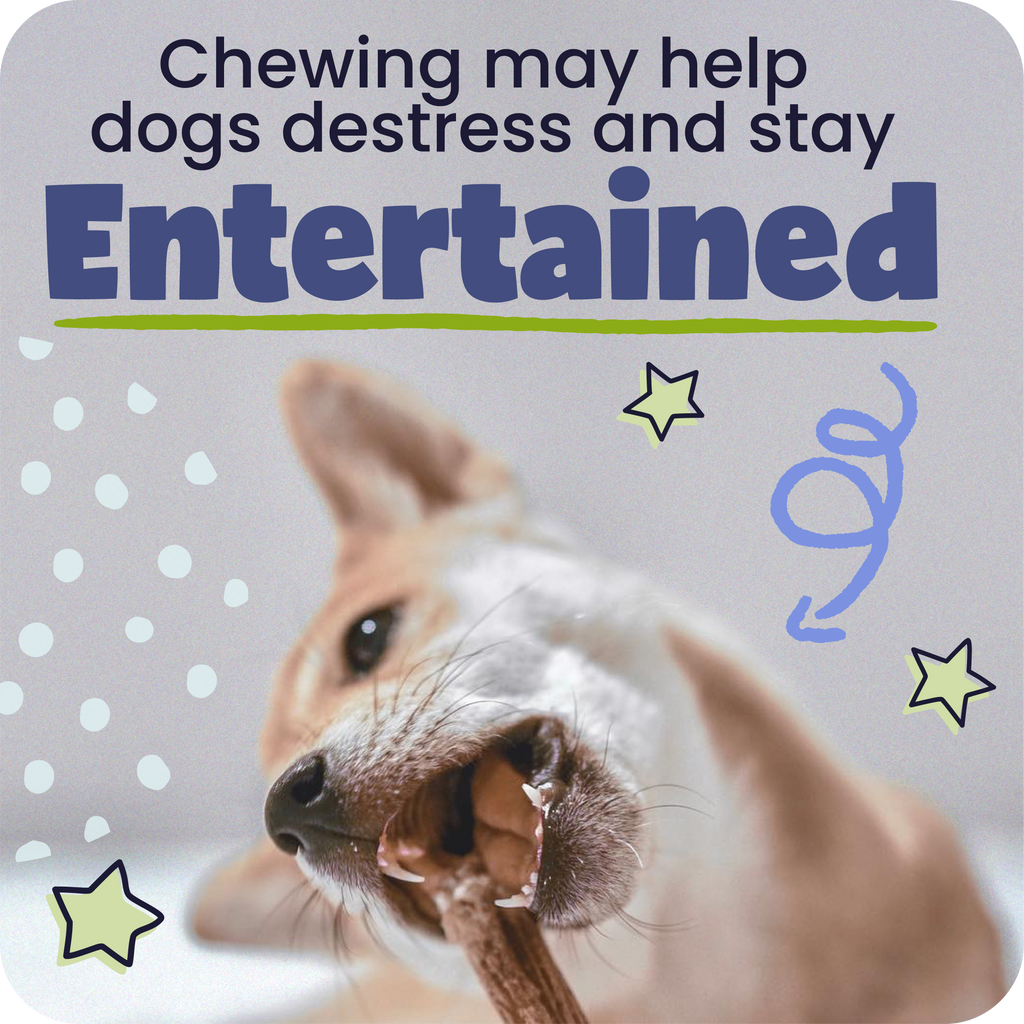 Braided Bully Stick Dog Chews product image 14