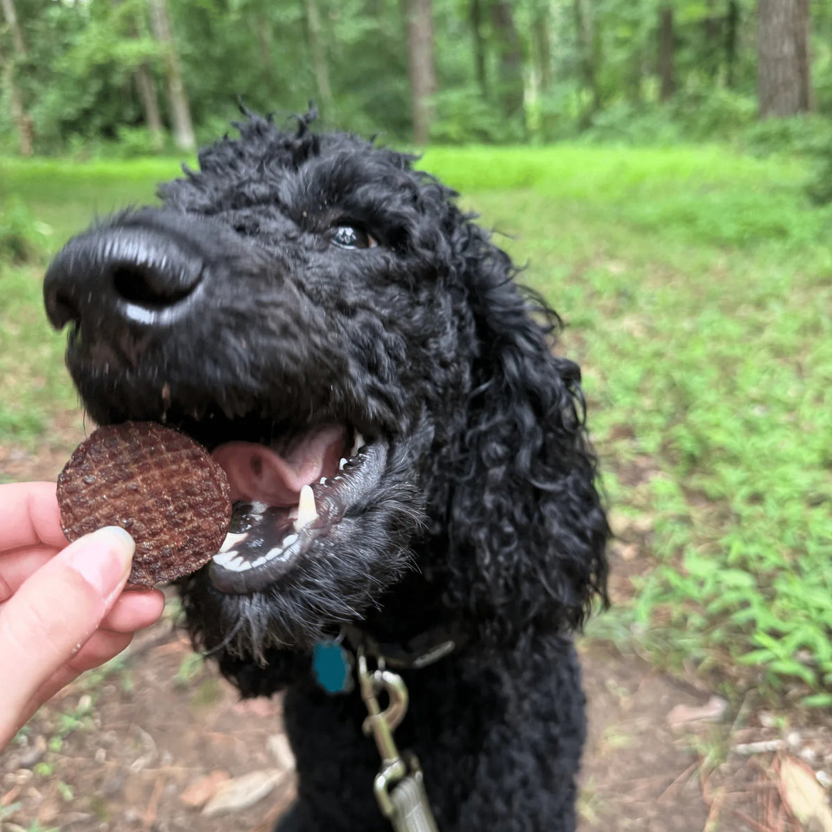 Black dog with a Farm to Pet Beef Dog treat in its mouth while on a hike outdoors