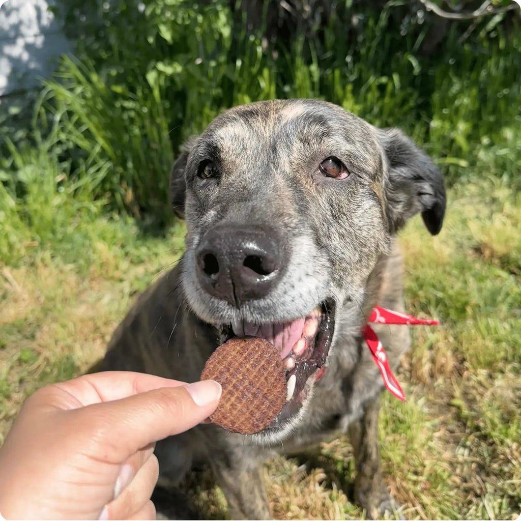 Dog eagerly waiting for a Farm to Pet Beef dog treat held by a person outdoors