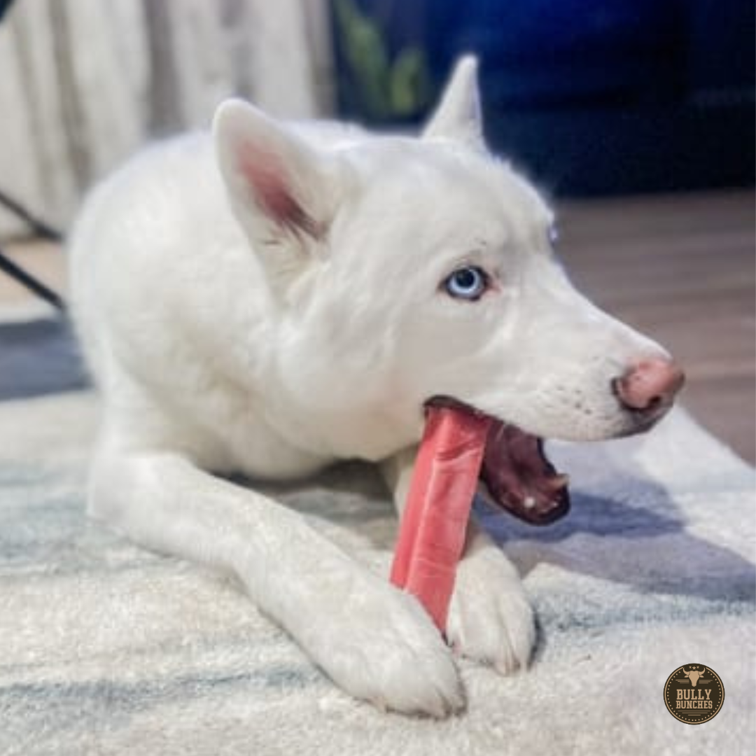 A white dog with blue eyes chewing on a strawberry himalayan yak chew from the Bully Bunches flavor pack.