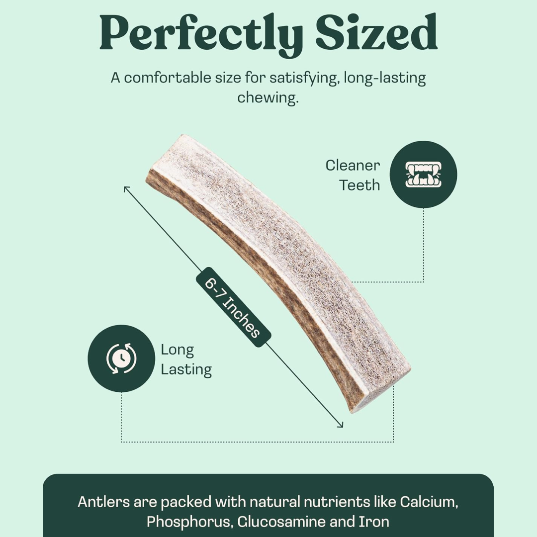 Natural Split Elk Antler Dog Chew, Large / Single
