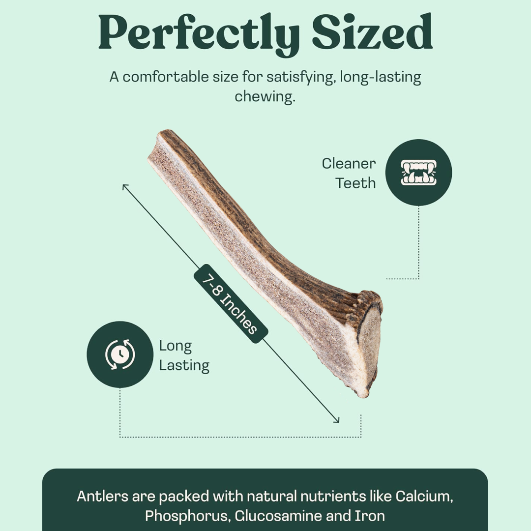 Natural Split Elk Antler Dog Chew, Jumbo / Single