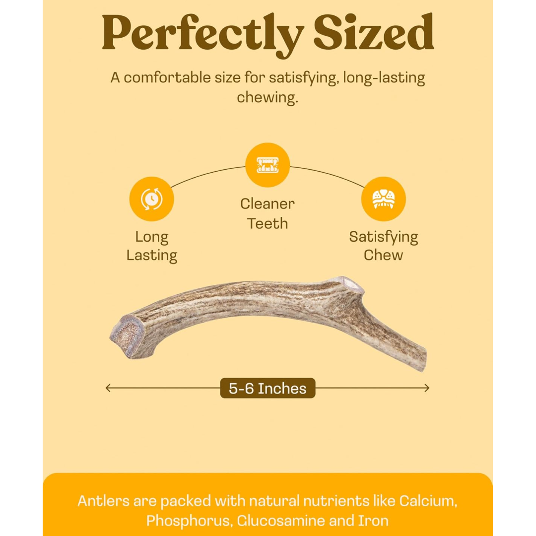 Whole Deer Antler Dog Chews, Medium/Large / Single
