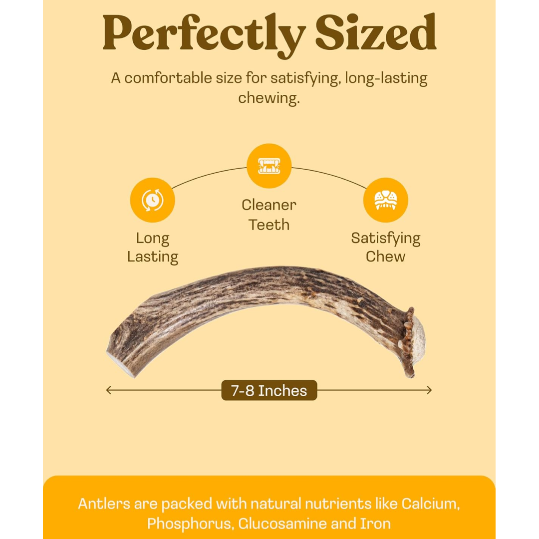 Whole Deer Antler Dog Chews, XL/Jumbo / Single