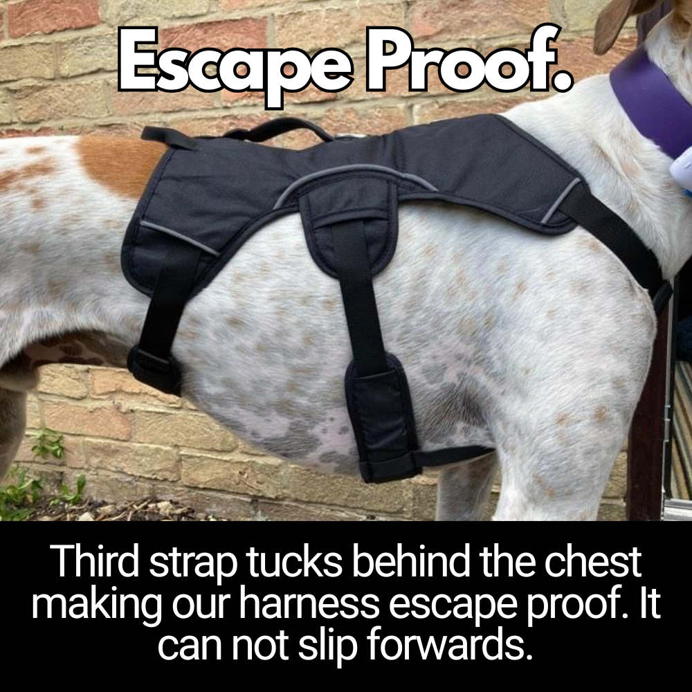 explanation of how escape proof sighthound harness works