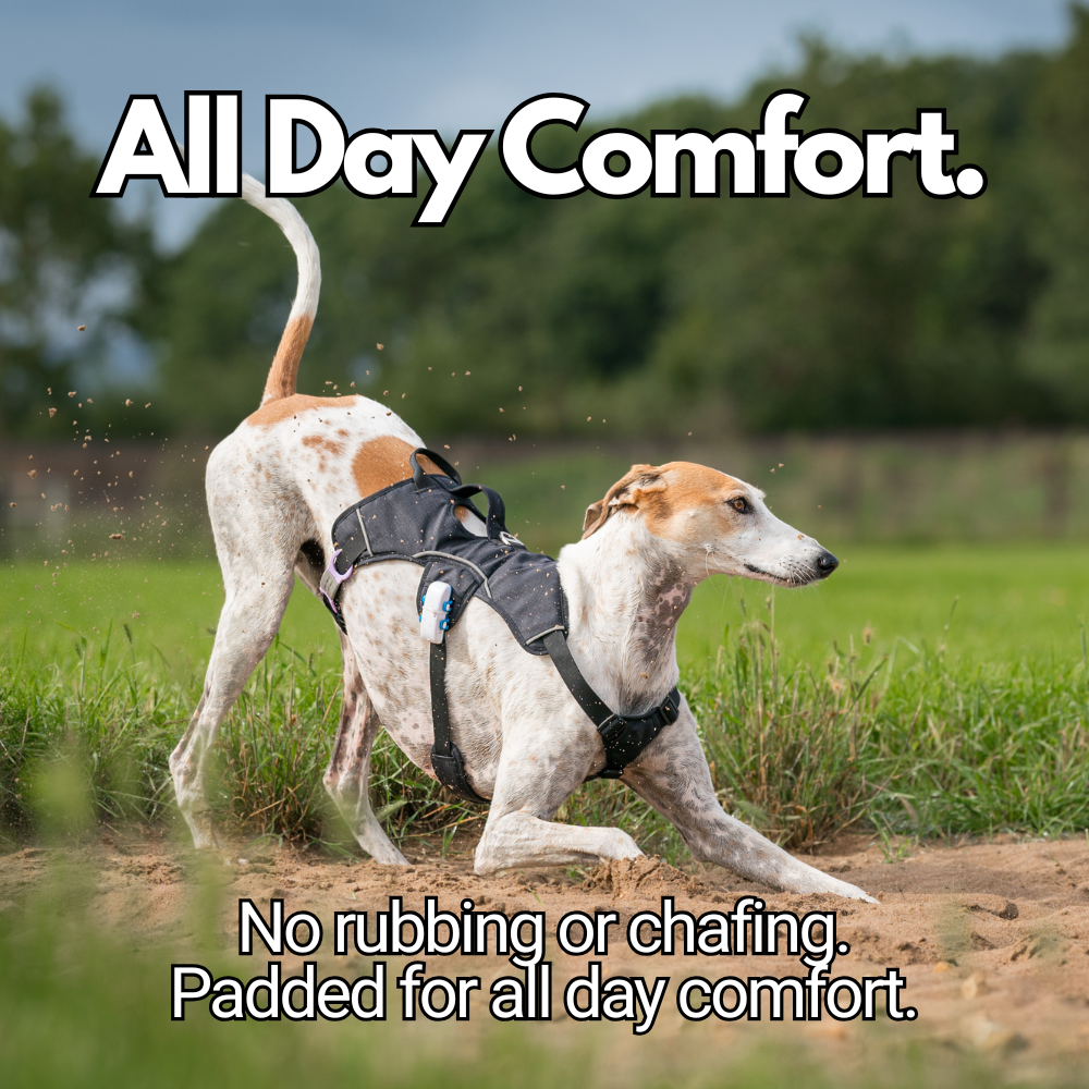 comfortable padded sighthound harness