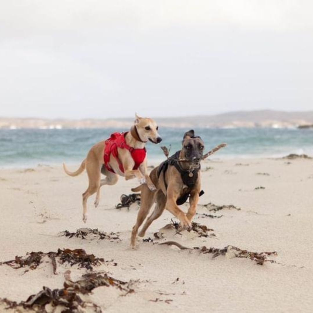 whippet harness on beach