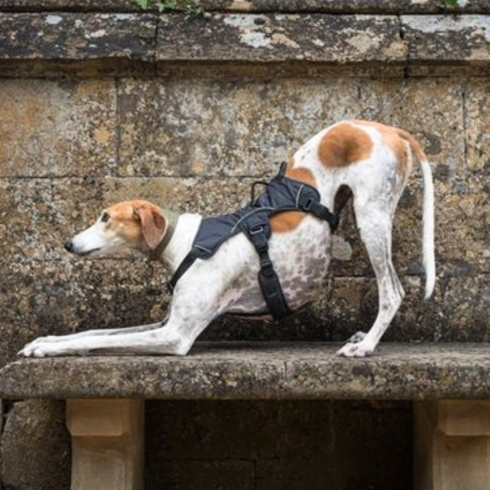 lurcher stretching in sighthound harness