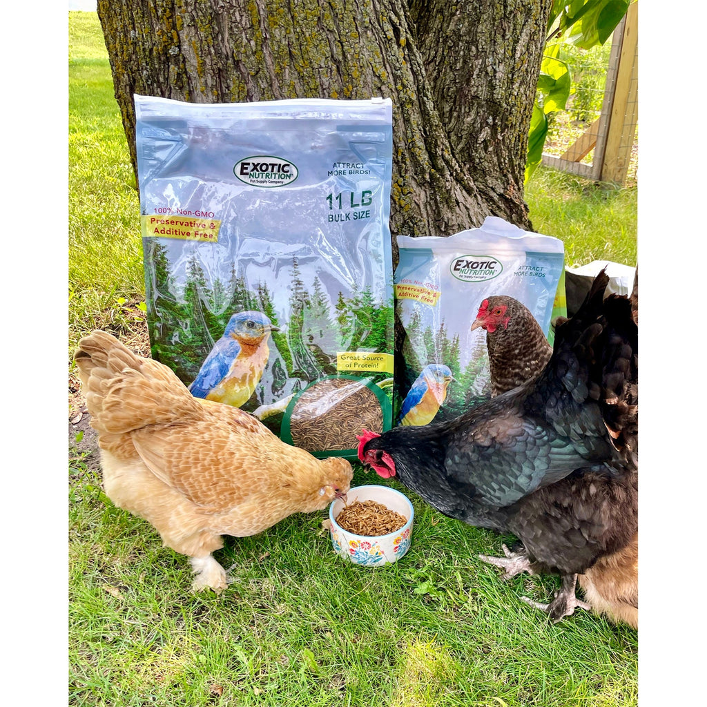Bulk Dried Mealworms for Poultry and Wild Birds product image 2