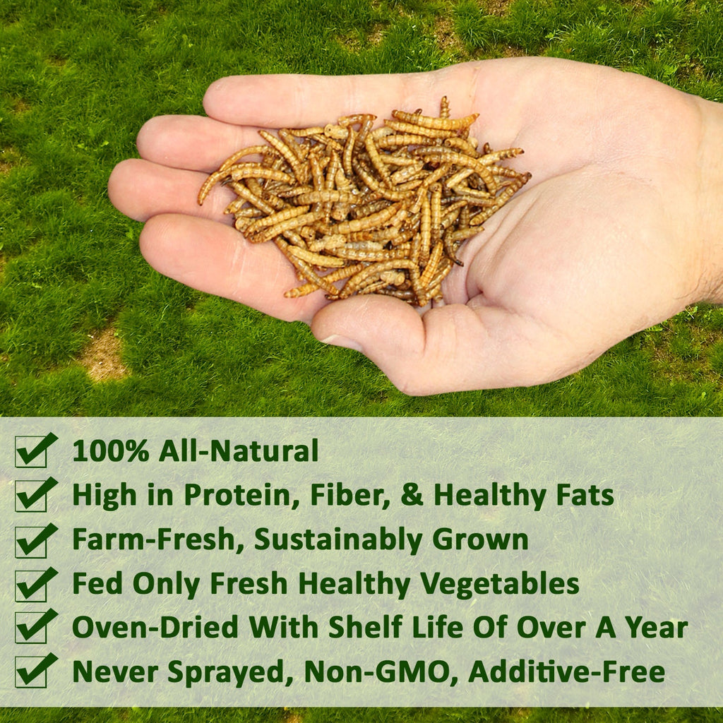 Bulk Dried Mealworms for Poultry and Wild Birds product image 4