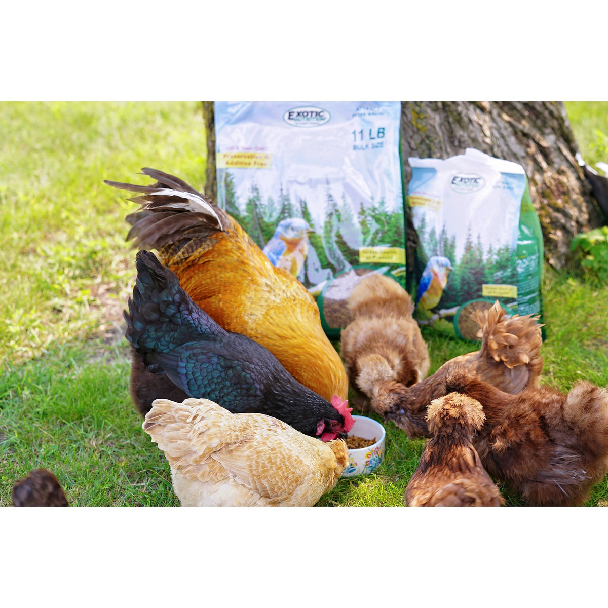 Bulk Dried Mealworms for Poultry and Wild Birds product image 8