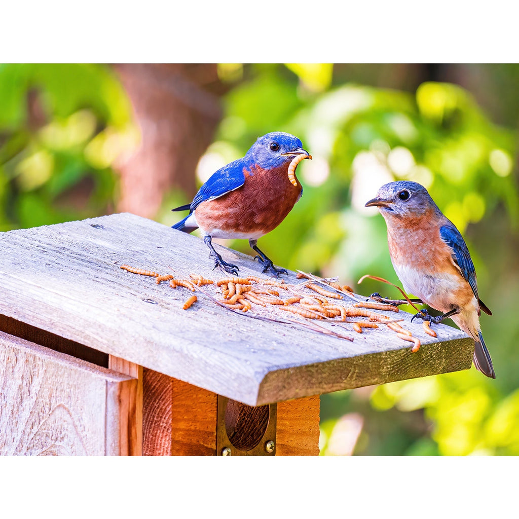 Bulk Dried Mealworms for Poultry and Wild Birds product image 13