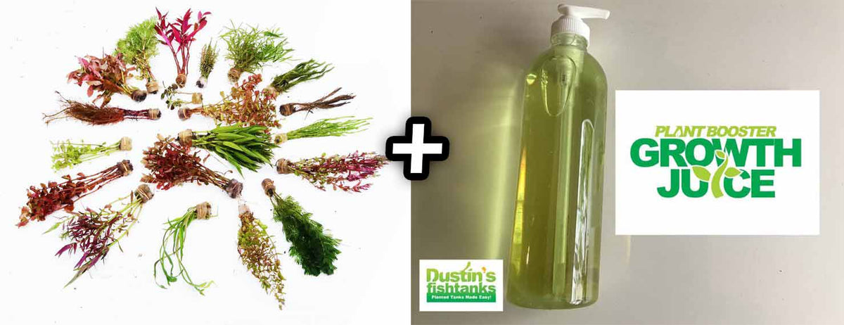 Live Freshwater Aquarium Plant Pack, GROWTH JUICE FERTILIZER + Our Best Selling “Beautiful Plants" Combo - Get 4 PLANTS and GROWTH JUICE FERTILIZER $37.95