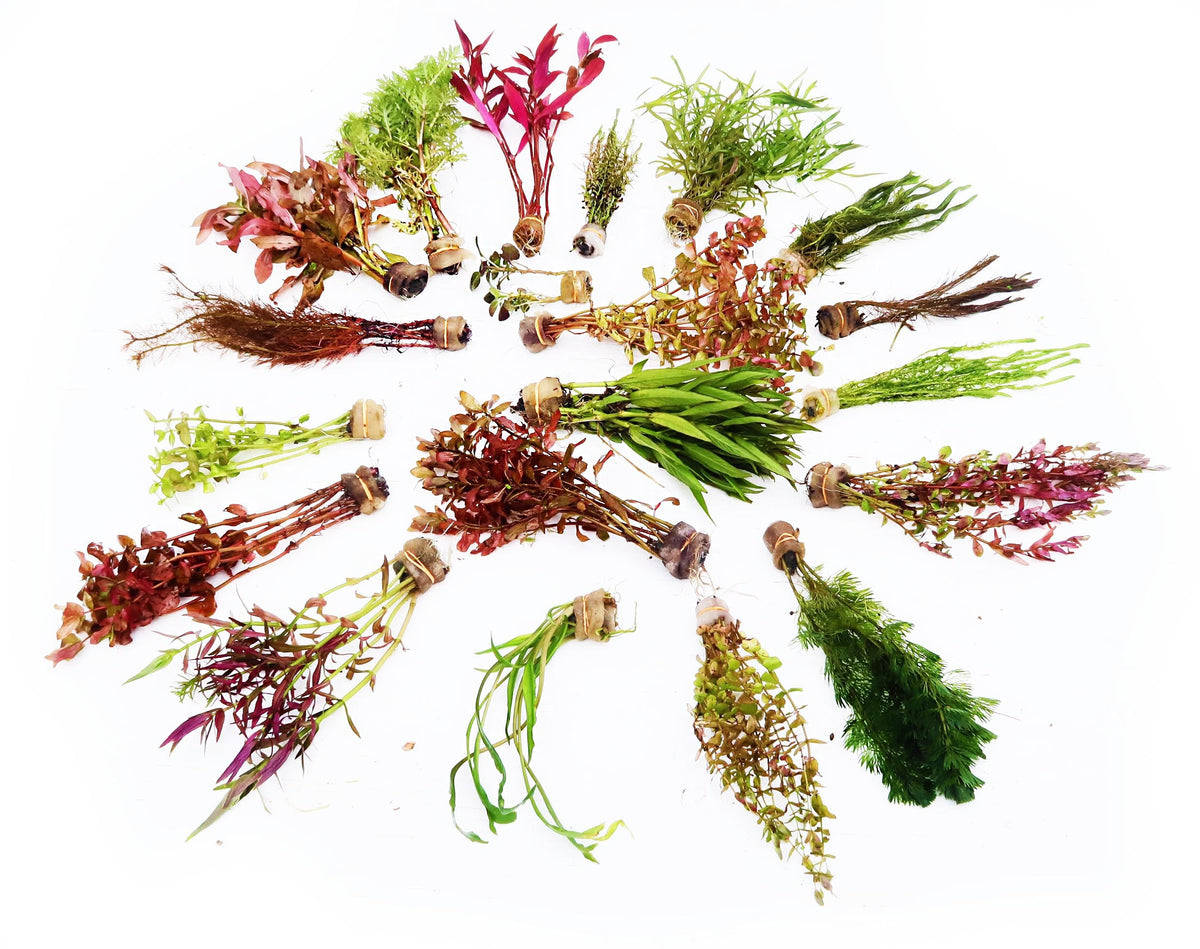 Live Freshwater Aquarium Plant Pack, Our Best Selling “Beautiful Plants" Combo -  Get 4 PLANTS for only $24.95