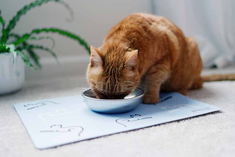 Stainless Steel Cat Bowls product image 5