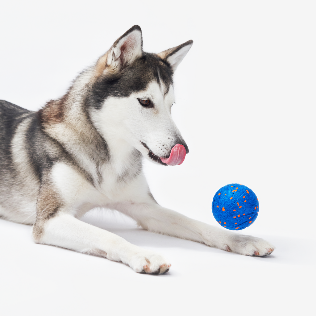Dog enjoying Cheerble Wicked Ball Air toy #Color_Royal Blue