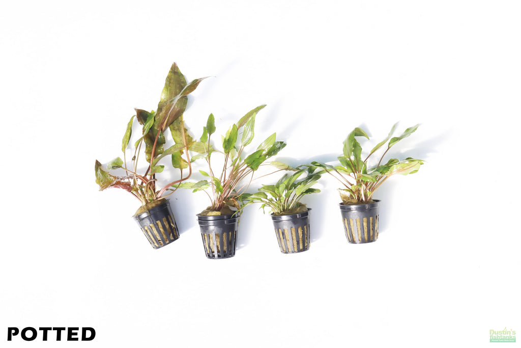 Cryptocoryne Aquarium Plant Pack product image 3