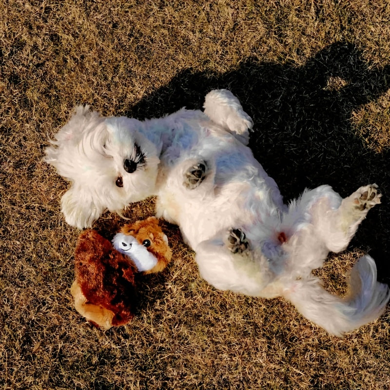 Dog Toy 3-Pack No-Stuffing Flat Plush Animals with Built-In Squeakers and Crinkle Layer for Small Medium Dogs