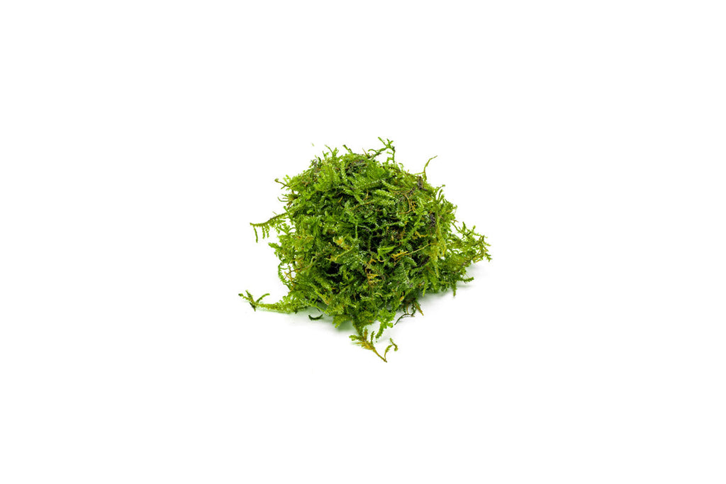 Christmas Moss Moss - Buce Plant