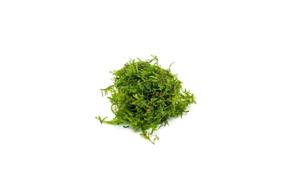 Live Christmas Moss Aquarium Plant, Golfball
