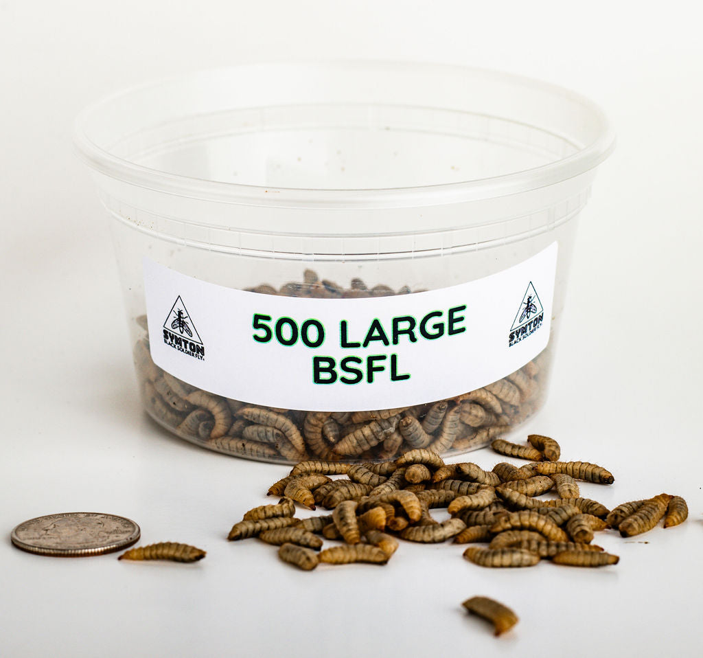 Live Large Black Soldier Fly Larvae product image 1