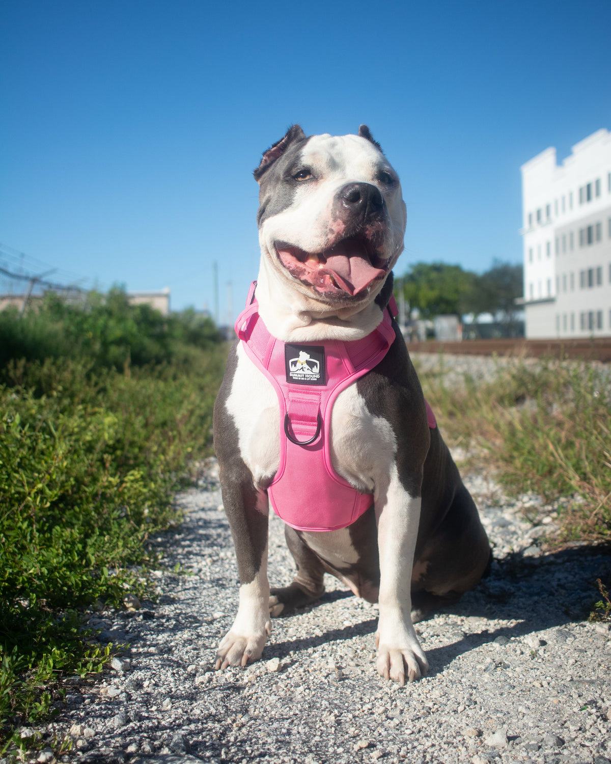 Heavy Duty No Pull Dog Harness, Pink / Medium