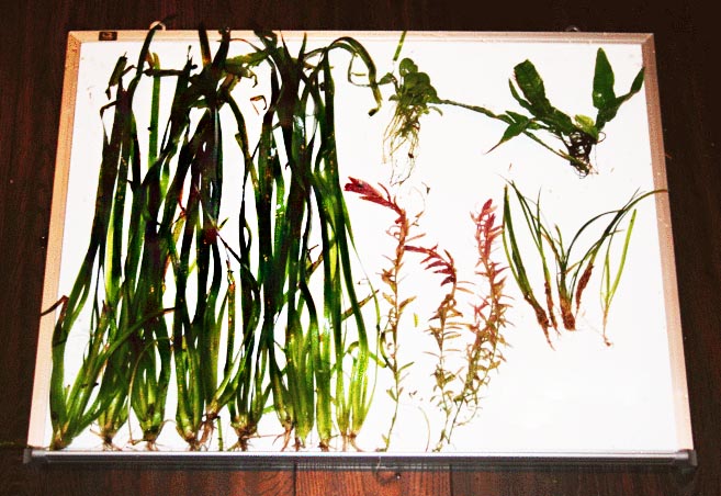 Beginner Live Aquarium Plant Combo, Default Title