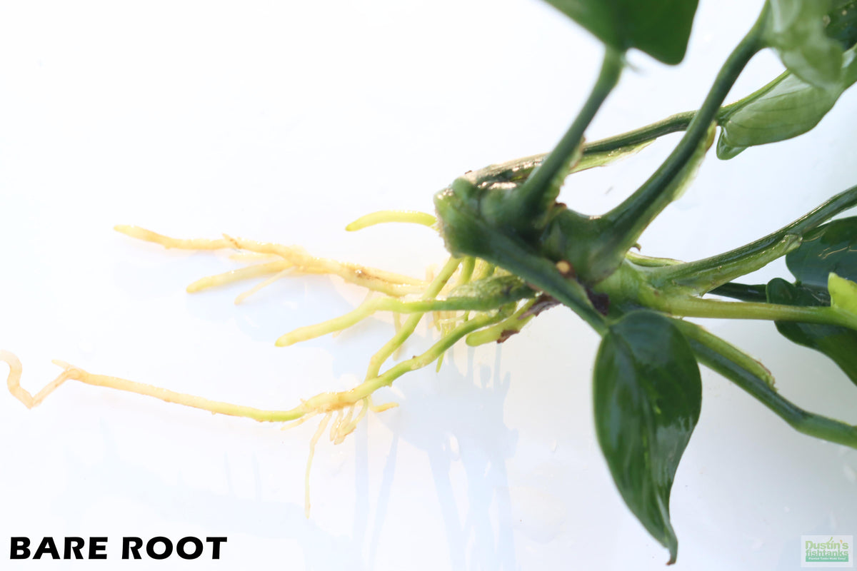 Anubias Barteri Broadleaf_BARE ROOT_Aquarium Plant For Sale