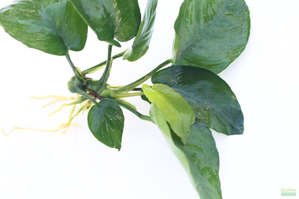 Anubias Barteri Broadleaf_BARE ROOT_Aquarium Plant For Sale